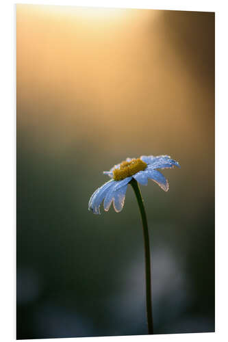 Bilde på skumplate Daisy at sunrise