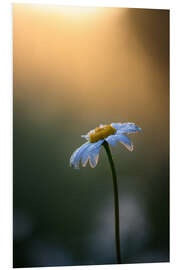 Tableau en PVC Marguerite au lever du soleil