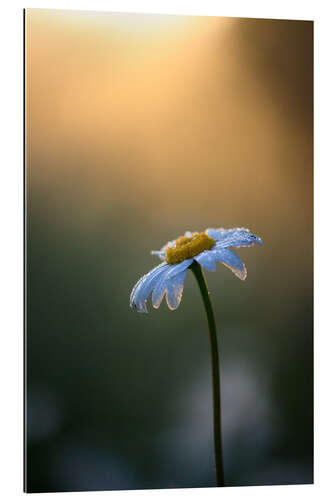 Gallery Print Margerite bei Sonnenaufgang