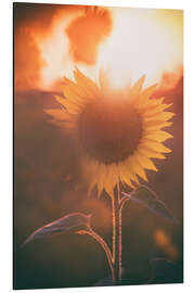 Aluminium print Sunflower at sunset