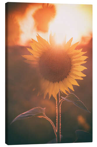 Canvas print Sunflower at sunset