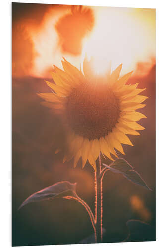 Stampa su PVC Girasole al tramonto