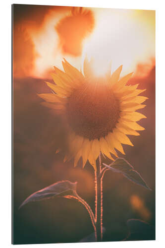 Galleriprint Sunflower at sunset