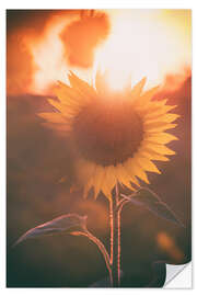 Selvklebende plakat Sunflower at sunset