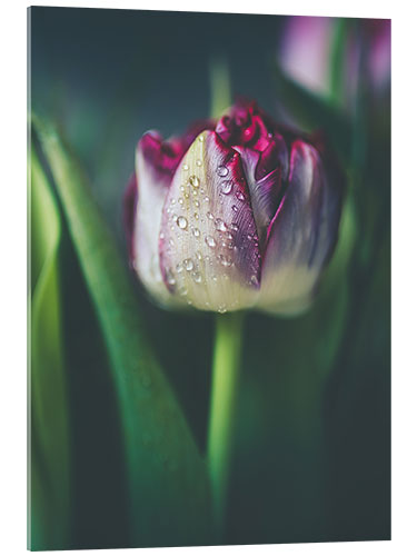 Quadro em acrílico Tulipa com gotas de água