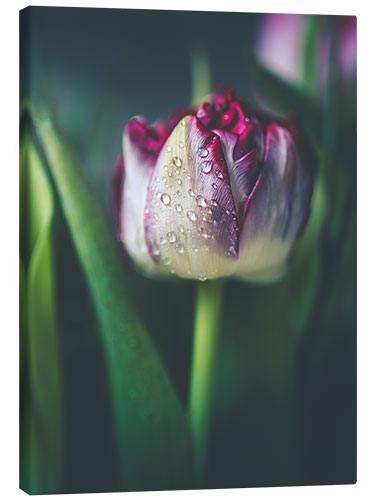 Canvas print Tulip with water drops