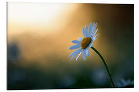 Aluminium print Daisy at sunrise