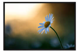 Gerahmter Kunstdruck Margerite bei Sonnenaufgang