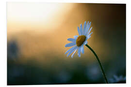 Foam board print Daisy at sunrise