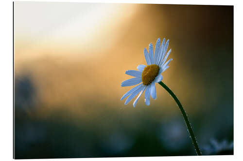 Galleriprint Daisy at sunrise