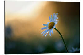 Galleriprint Daisy at sunrise