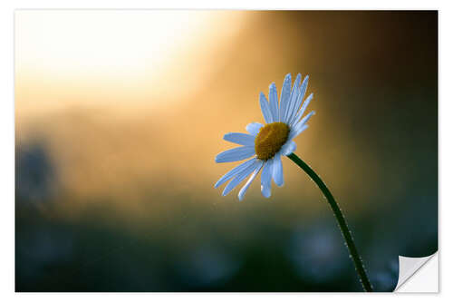 Wall sticker Daisy at sunrise