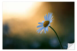 Naklejka na ścianę Daisy at sunrise