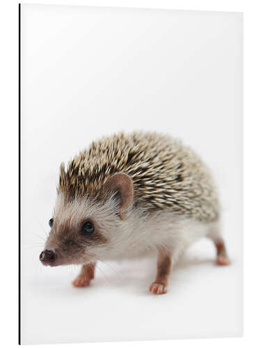 Aluminiumtavla African hedgehog