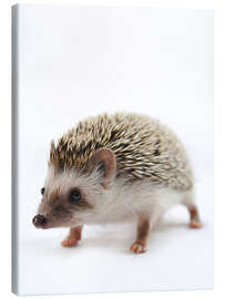 Canvas print African pygmy hedgehog