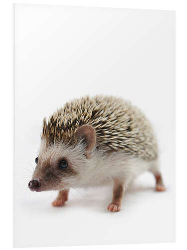 PVC-taulu African hedgehog