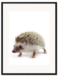 Framed art print African pygmy hedgehog