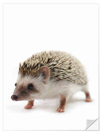 Wall sticker African pygmy hedgehog