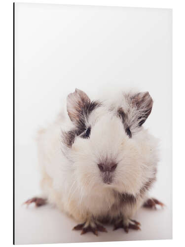 Aluminium print Curious guinea pig