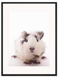 Gerahmter Kunstdruck Neugieriges Meerschweinchen