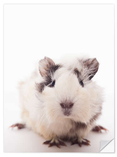 Wall sticker Curious guinea pig