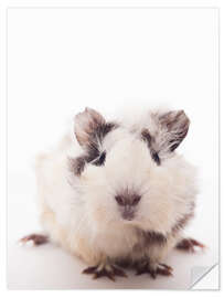 Wall sticker Curious guinea pig