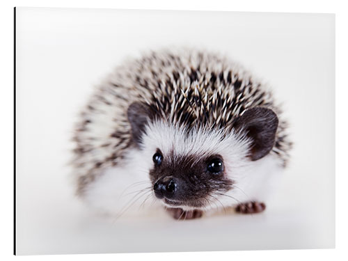 Aluminiumtavla Fluffy white bellied hedgehog