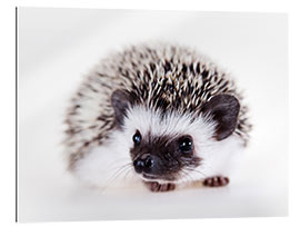 Gallery print Fluffy African pygmy hedgehog