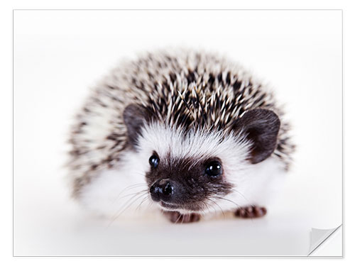 Naklejka na ścianę Fluffy African pygmy hedgehog