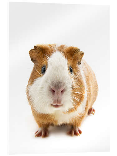 Acrylic print Dutch guinea pig