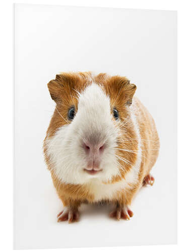 Foam board print Dutch guinea pig