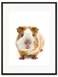 Gerahmter Kunstdruck Holländermeerschwein