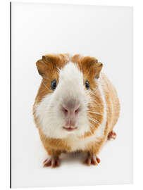 Magnettafel Holländermeerschwein