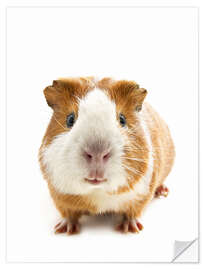 Självhäftande poster Dutch guinea pig