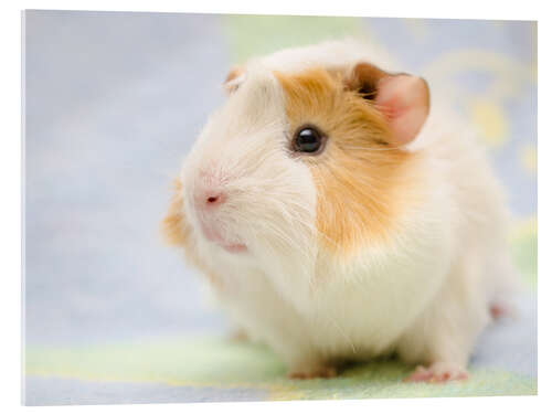 Acrylic print Pastel guinea pig