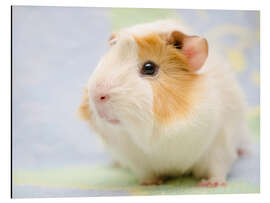 Aluminium print Pastel guinea pig