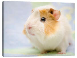 Lerretsbilde Pastel guinea pig