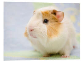 Foam board print Pastel guinea pig