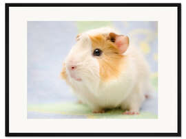 Gerahmter Kunstdruck Pastell-Meerschwein