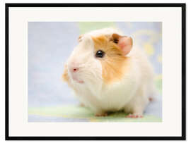 Inramat konsttryck Pastel guinea pig