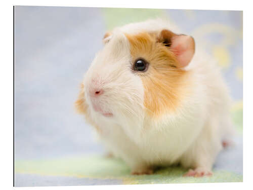 Gallery print Pastel guinea pig