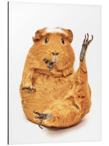 Aluminium print Guinea pig gymnastics