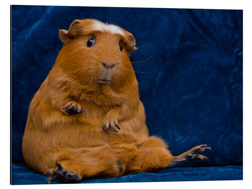 Aluminium print Skeptical guinea pig