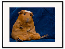 Gerahmter Kunstdruck Skeptisches Meerschwein