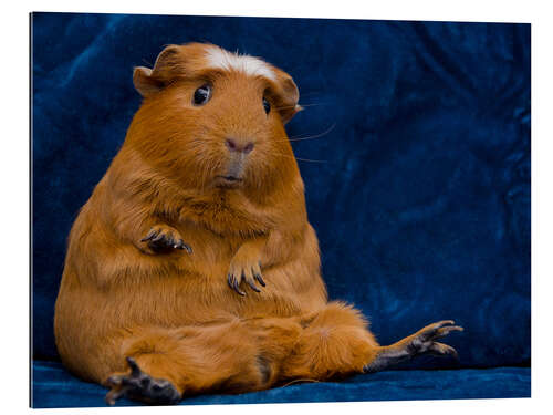 Galleriprint Skeptical guinea pig