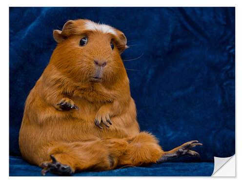 Självhäftande poster Skeptical guinea pig