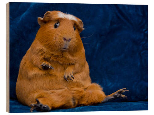 Wood print Skeptical guinea pig