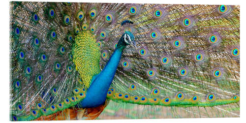 Acrylic print Peacock