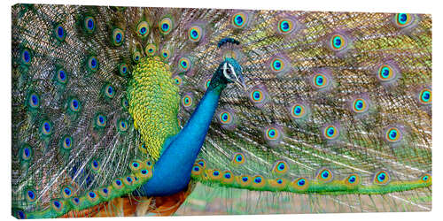 Canvas print Peacock