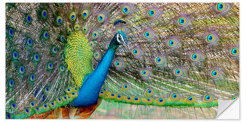 Sisustustarra Peacock